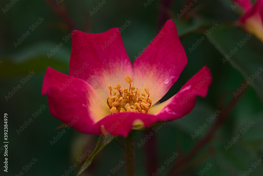 pink and yellow rose