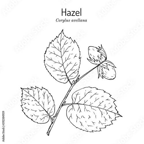 Common hazel Corylus avellana nuts with leaves photo