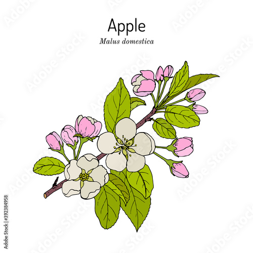 Blossoming Apple tree branch Malus domestica , state flower of Michigan