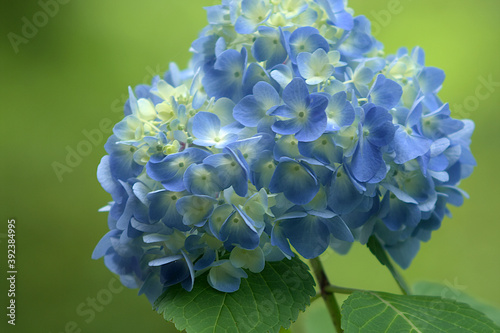 close up of a blue hydrangea