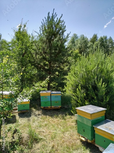 bees in beehive