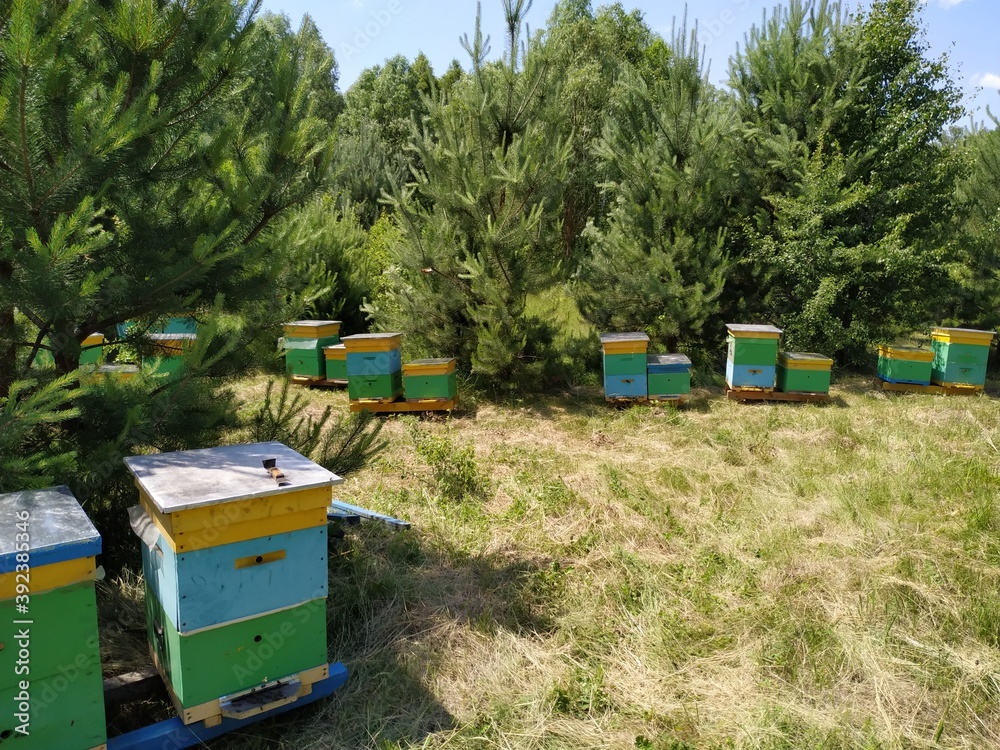 bees in beehive bees in beehive