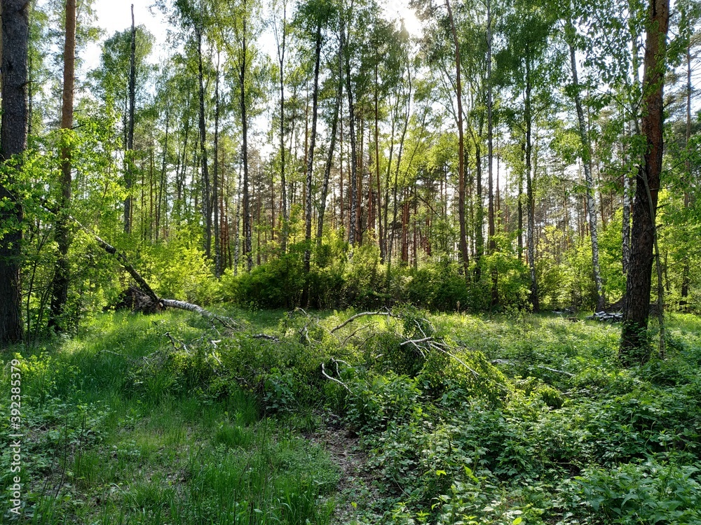 Fototapeta premium forest in spring
