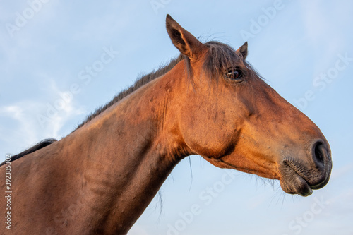 Profile portrait of a beautiful brown horse on a background of blue sky with clouds, close-up, copy space