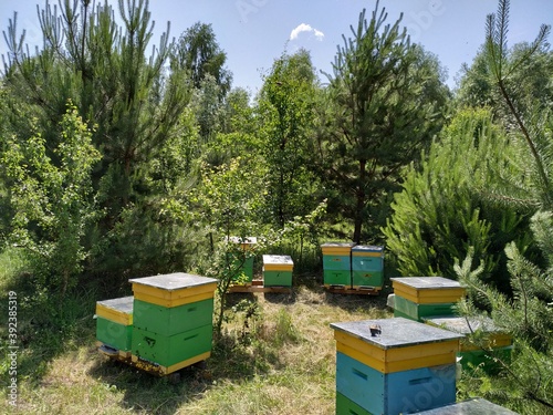 bee hives in the field