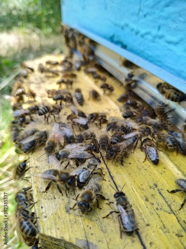 bees on a beehive