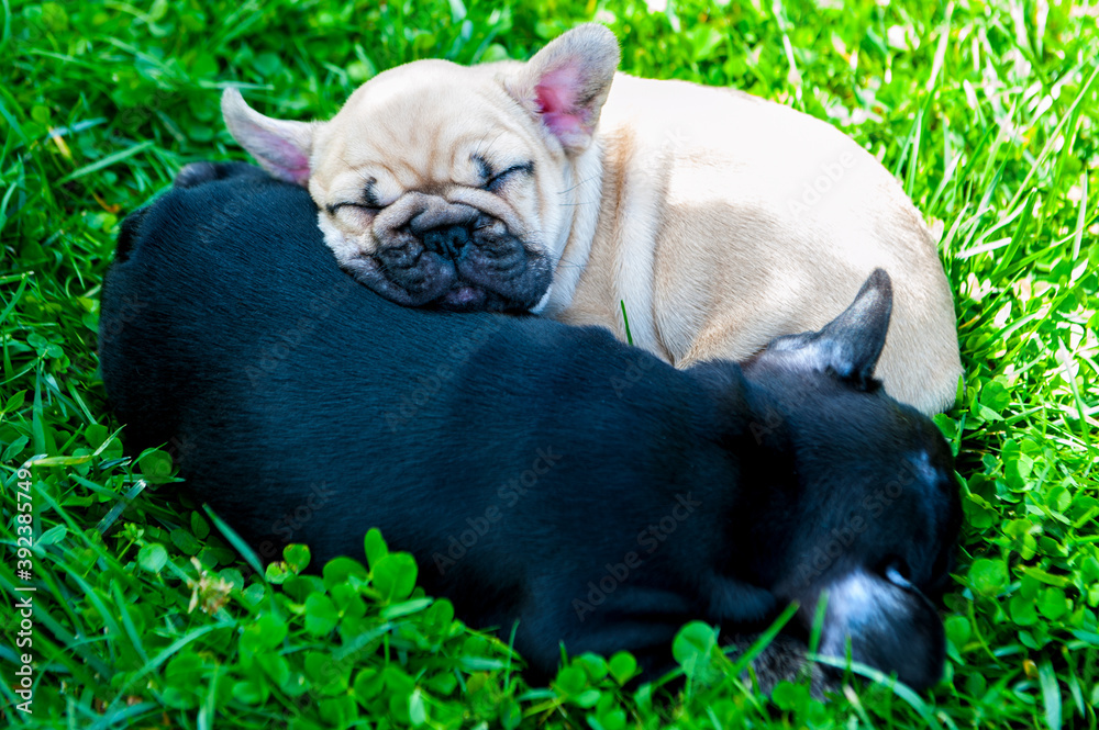 Black and white small puppies of french bulldog sleeping on green grass
