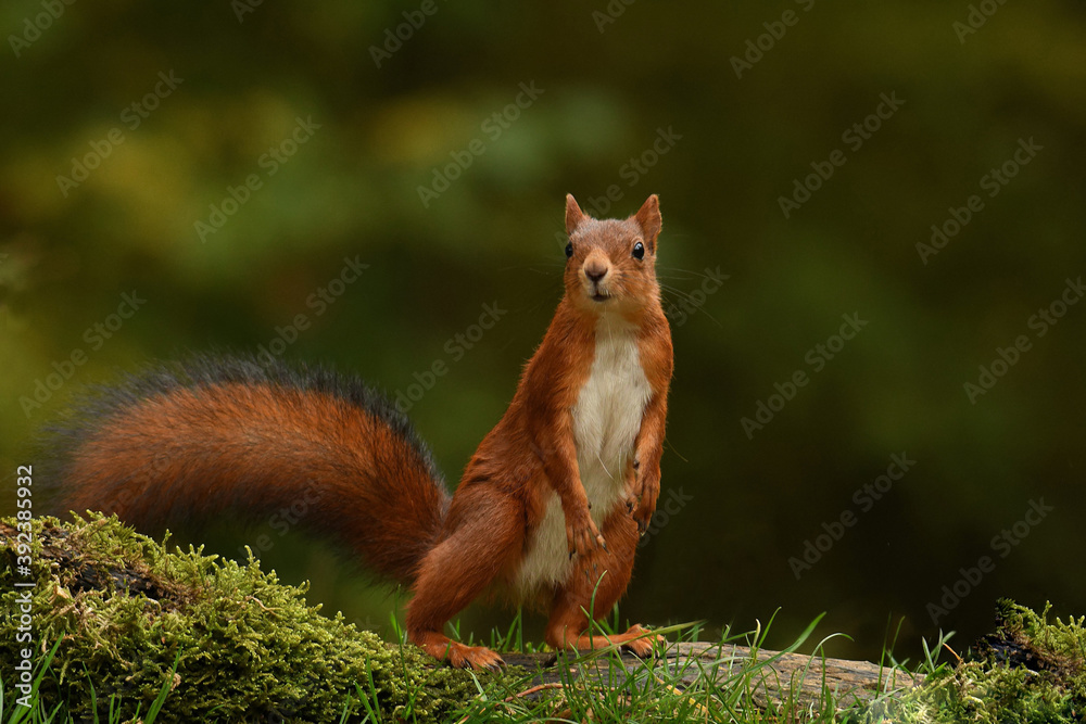 Fototapeta premium Eichhörnchen