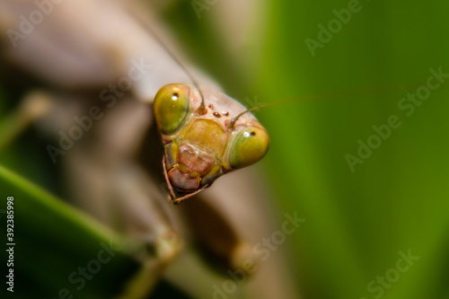 Macro of female mantis or praying mantis. Green praying mantis, close up