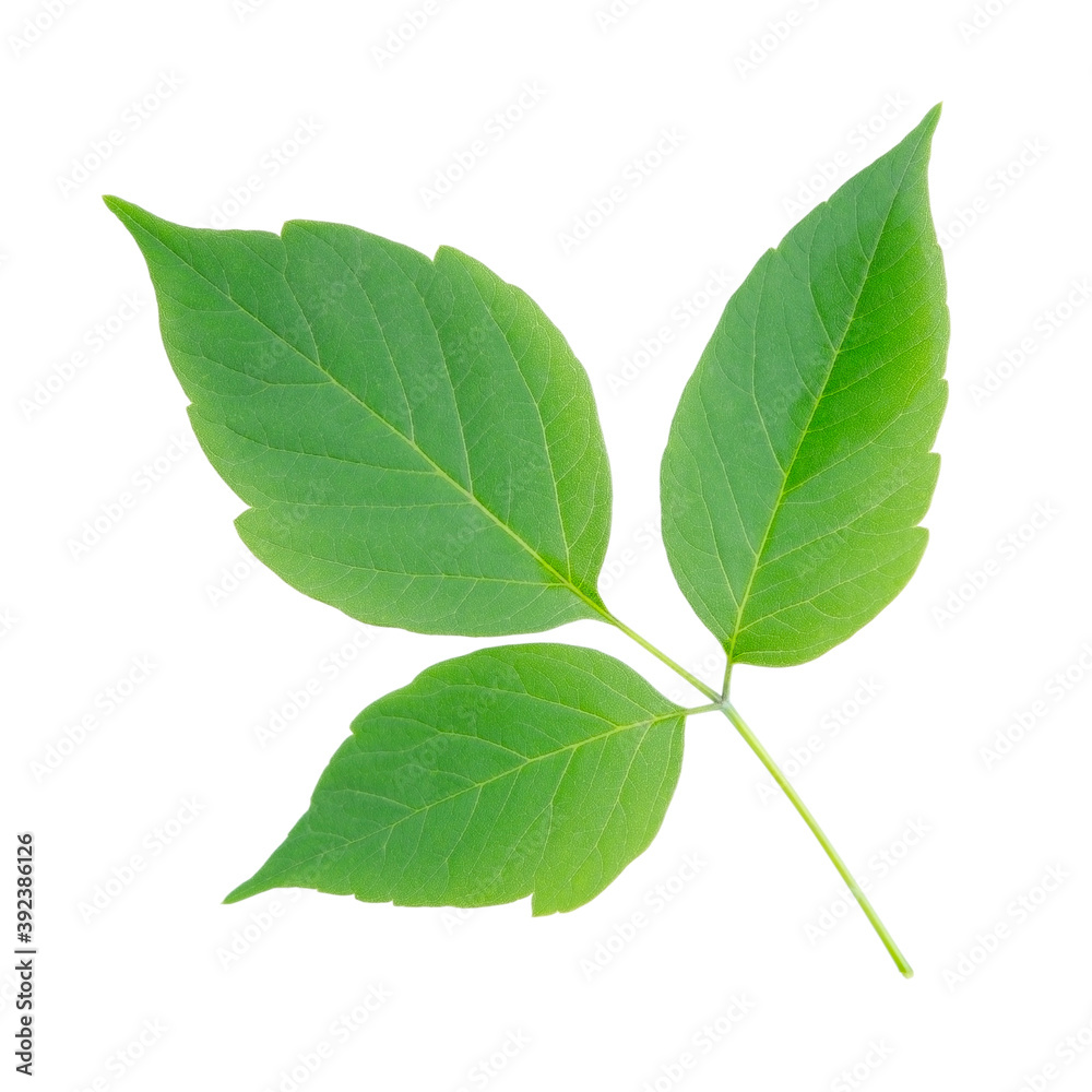 Green maple leaf isolated on white background without shadow Green maple leaf isolated on white background without shadow
