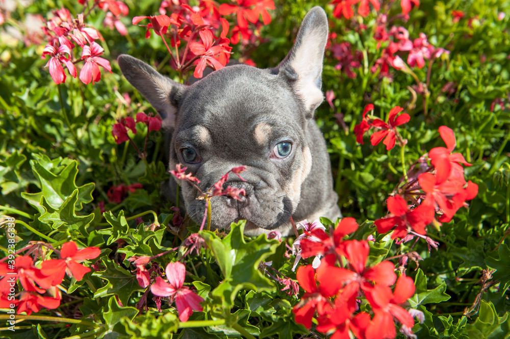 Small grey puppy of french bulldog is on the green grass and yellow flowers  outdoors