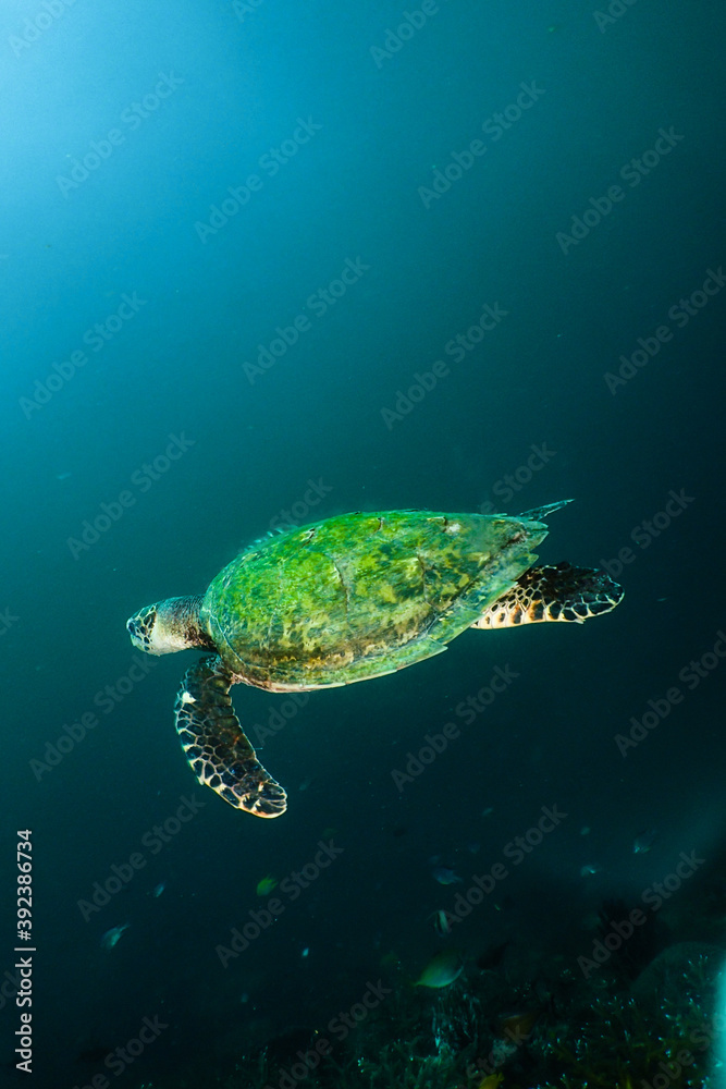 Hawksbill turtle swimming Hawksbill turtle swimming