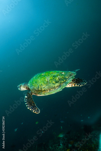 Hawksbill turtle swimming