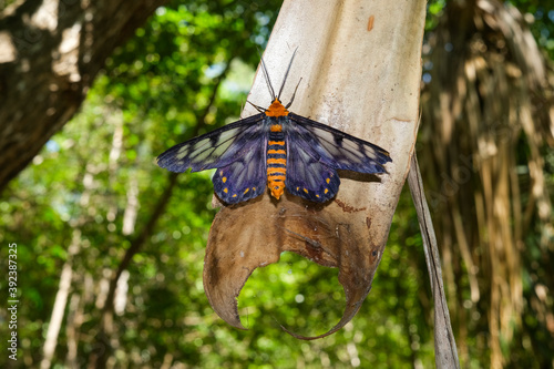 Dysphania fenestrata, also known as a.k.a. Dysphania numana or The Four O'clock Moth Dysphania fenestrata in natural habitat near Darwin in the Northern teritory of Australia. photo