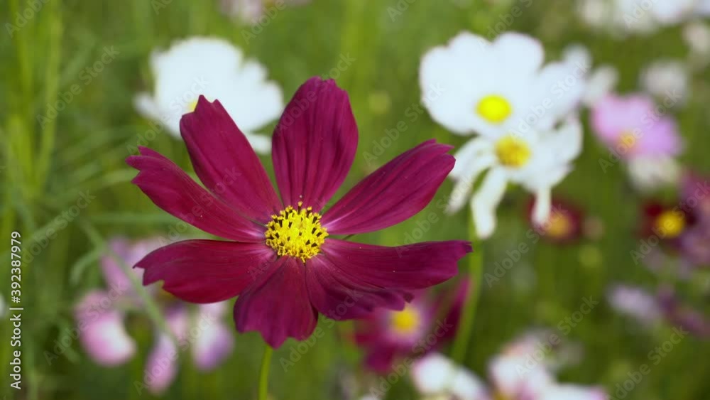 Close up colorful cosmos flowers in field large petal Close up colorful cosmos flowers in field large petal