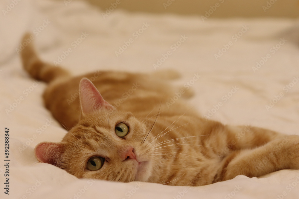 上目遣いで寝転ぶ猫のアメリカンショートヘアレッドタビー American Shorthair Cat Lying Down With Sexy Eyes Stock Photo Adobe Stock 上目遣いで寝転ぶ猫のアメリカンショートヘアレッドタビー American Shorthair Cat Lying Down With Sexy Eyes Stock Photo Adobe Stock