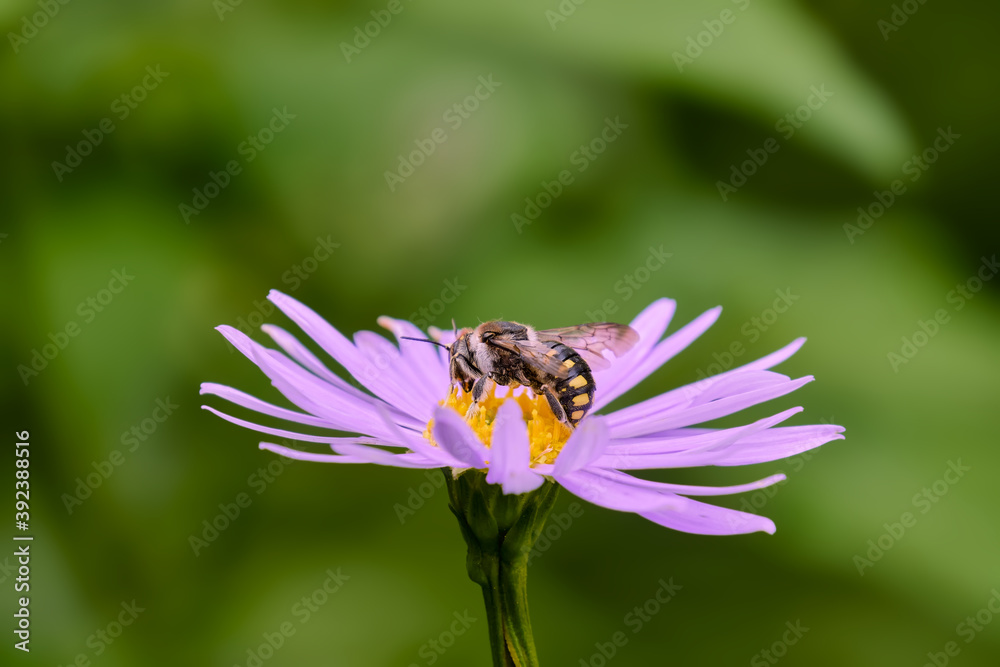 Close-up of a bee pollinating a violet daisy flower Close-up of a bee pollinating a violet daisy flower