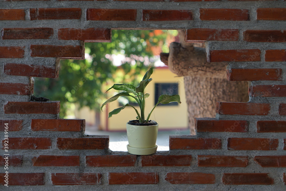flowers on the wall flowers on the wall