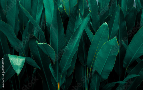 Fototapeta Naklejka Na Ścianę i Meble -  closeup nature view of tropical leaf background, dark tone concept