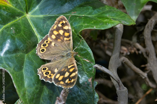 Speckled Wood butterfly  Pararge aegeria ssp. insula  on ivy  St Marys  Isles of Scilly  Cornwall  England  UK.
