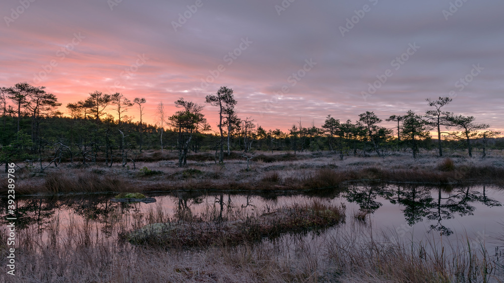 colorful sunrise over bog, dark bog tree silhouettes, gorgeous sky reflections in dark bog lake, cold autumn morning, first frost on bog grass and moss