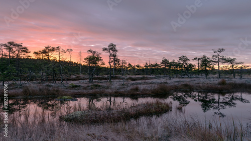 colorful sunrise over bog, dark bog tree silhouettes, gorgeous sky reflections in dark bog lake, cold autumn morning, first frost on bog grass and moss