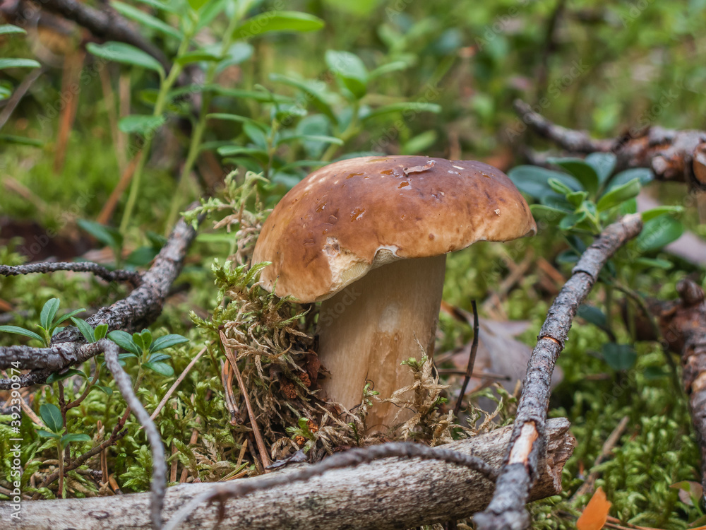 Boletus mushroom in the forest close up, macro Boletus mushroom in the forest close up, macro