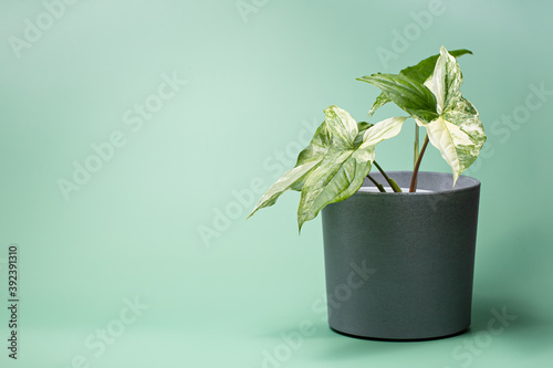 Syngonium Variegated, potted plant for interior home decoration. photo