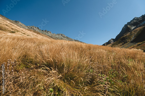 Yellow autumn grass in mountain. Fall time in mountain. Travel destinations and eco tourism.