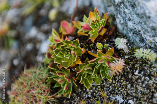 Mountain sukkulenten. Green alpine plant in mountain macro.