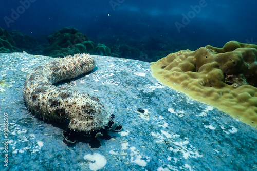 Marbled sea cucumber