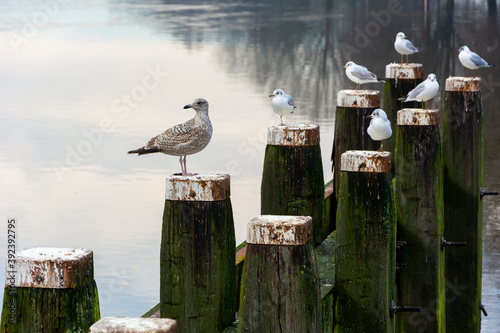 Ptaki mewy nad wodą na drewnianych belach