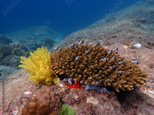 Slika na platnu Fish and corals under blue sea, underwater photography