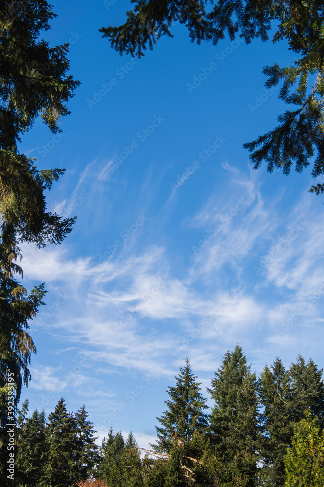 clouds over the forest