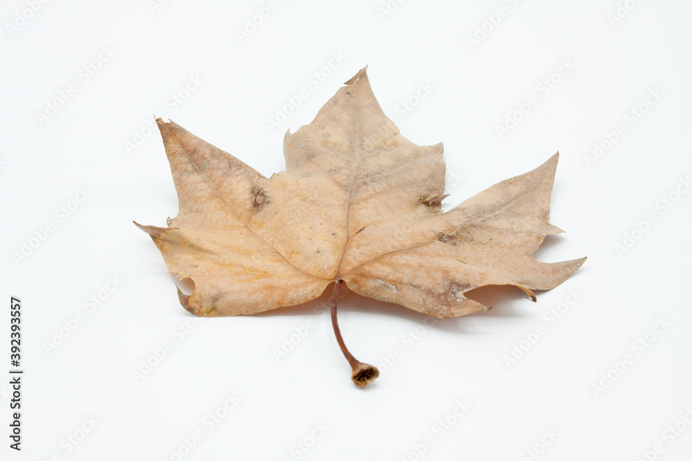 Naklejka premium A weathered birch leaf is displayed isolated and backlit on a white background
