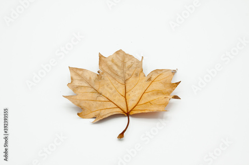 A weathered birch leaf is displayed isolated and backlit on a white background