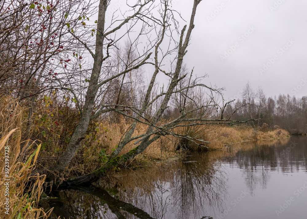 autumn landscape gray and cloudy day, river bank with bare trees and bushes, bank reflection in river water autumn landscape gray and cloudy day, river bank with bare trees and bushes, bank reflection in river water