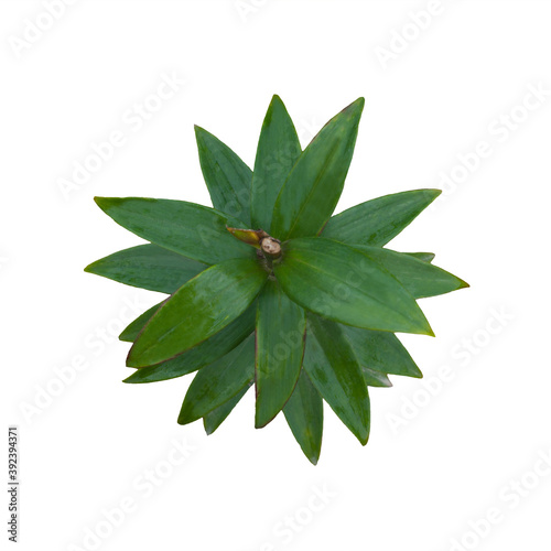 Green leafs of lily