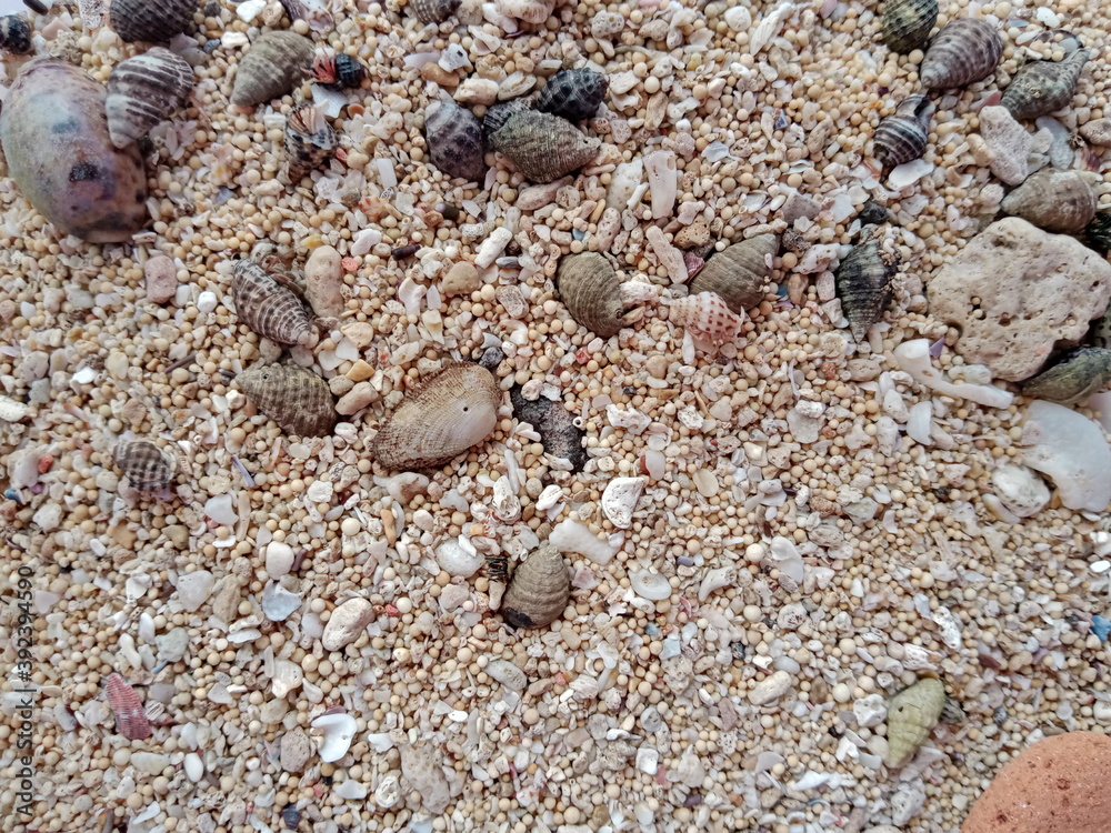 Seashells on beach sand close up