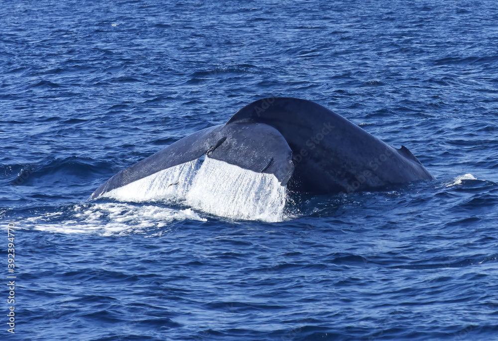 Fototapeta premium Blue Whale Tail in Mirissa Srilanka Indian Ocean