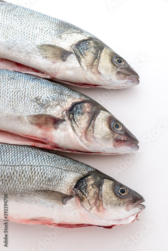 Sea bass with white background