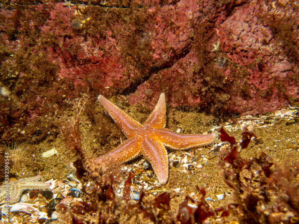 A closeup picture of a common starfish, common sea star or sugar starfish, Asterias Rubens. Picture from the Weather Islands, Skagerack Sea, Sweden A closeup picture of a common starfish, common sea star or sugar starfish, Asterias Rubens. Picture from the Weather Islands, Skagerack Sea, Sweden