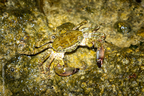 Krappe am Strand von Novigrat  Kroatien 