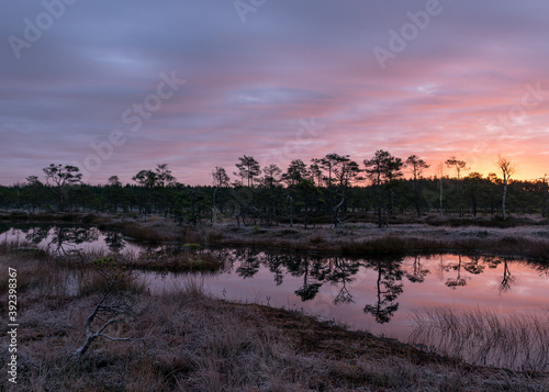 colorful sunrise over bog, dusk hour, dark swamp tree silhouettes, glorious sky, cold autumn morning, first frost on swamp vegetation