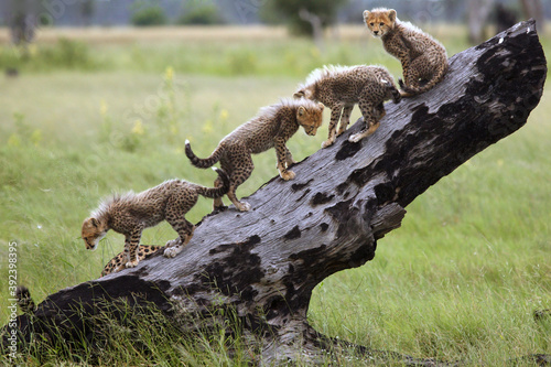 The cheetah (Acinonyx jubatus), also known as the hunting leopard, cubs on a slant dry tree. Cheetah cubs playing in the savannah with dry charred trees.