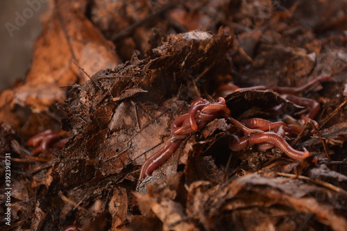 Earthworms for organic farming and agriculture, dew worms photo