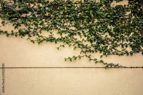 Front and close up shot of green ivy with leaves, branches and roots on the white and cream grunge wall shows the beauty of nature on retro concrete structure. It is an art background with copy space