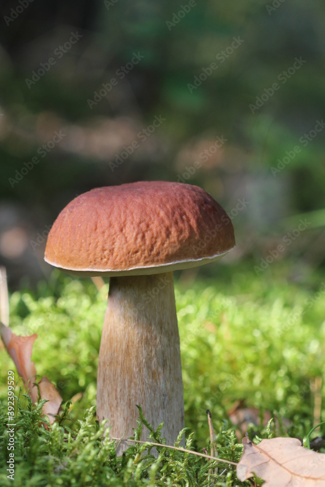 Close up view of excellent edible Boletus mushroom and fallen leaves in autumn forest Close up view of excellent edible Boletus mushroom and fallen leaves in autumn forest