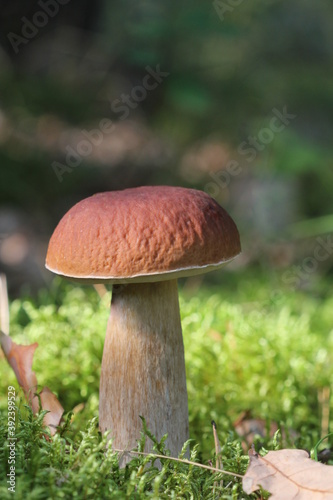 Close up view of excellent edible Boletus mushroom and fallen leaves in autumn forest