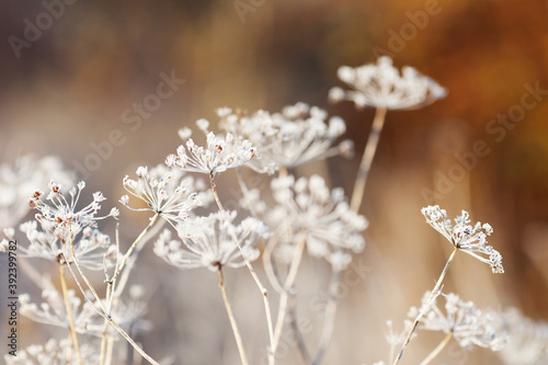 Frost covered wild flowers. First frost in autumn countryside meadow. Orange autumn background. Soft fokus. Copy space